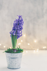 Blue hyacinth potted on concrete background with sparkling garland, Womens, Mothers Day postcard concept