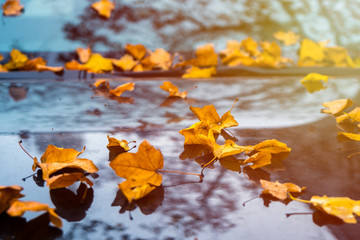 Fallen yellow leaves on the glass and the hood of the black car in the autumn