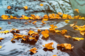 Fallen yellow leaves on the glass and the hood of the black car in the autumn