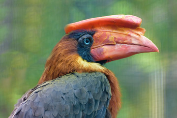 Rufous hornbill, Philippine hornbill, kalaw on the branch. Exotic Tropical Bird. Close up © Natalia