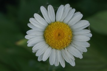 Obraz premium fleur blanche