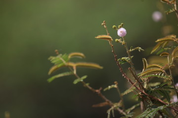 pequena florzinha cor de rosa no sertão de Alagoas, em Pão de Açúcar