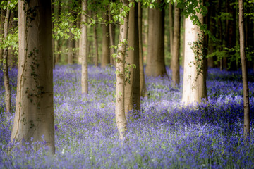 Hallerbos Bluebells Forest, Belgium. Enchanted 