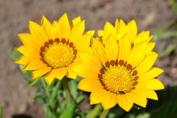Yellow Flower