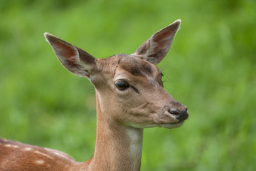 Schlanker Damhirsch (Dama dama)