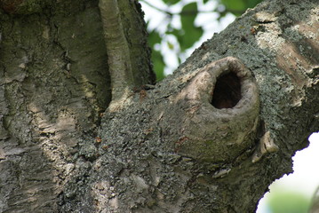 Baum im Sommer