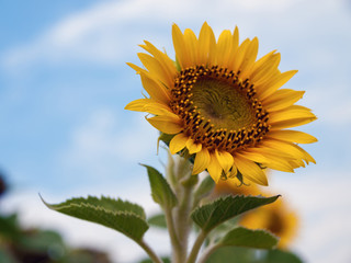 Blooming bright sunflower close-up