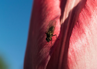 a fly sits on a tulip