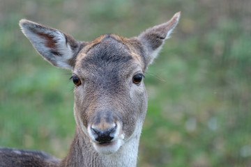 Obraz premium Damhirschkuh (Dama dama), Portrait