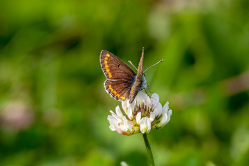 Fototapeta na wymiar Butterfly Flower Green