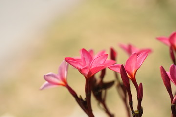 Beautiful flowers in the garden Blooming in the summer.Landscaped Formal Garden.