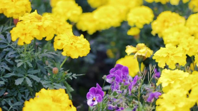 A close up of some beautiful and vibrant Africa Marigolds and Viola plants moving slightly in the autumn breeze