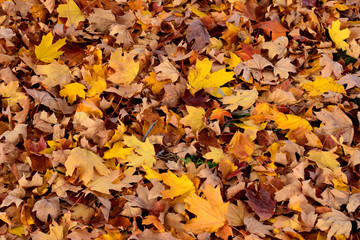 Autumn Leaves