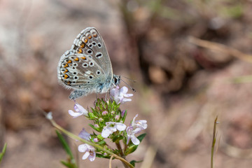 Butterfly Flower Green