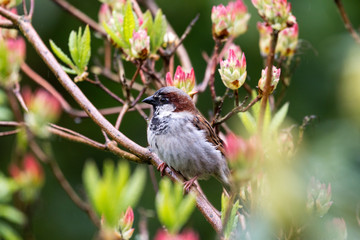 Haussperling sitzt im Rhododendronbusch