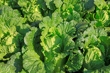 Chinese cabbage leaves