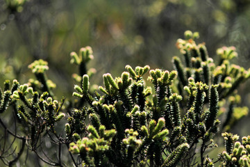 vegetação do cerrado mineiro