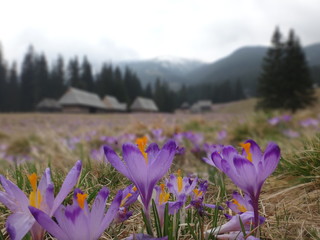 Krokusy wiosną w Tatrach, Dolina Chochołowska