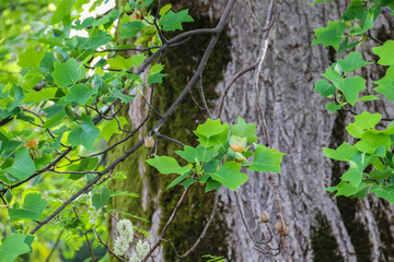 Blossom of tulip tree (Liriodendron tulipifera)