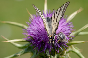 Butterfly Flower Green