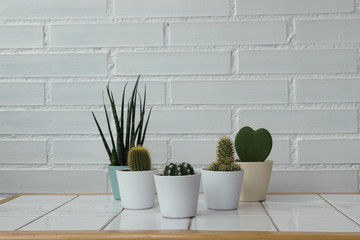 collection of cacti in pots on a table 