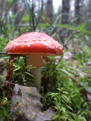 Muchomor sromotnik czerwony