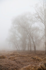 Trees in the winter fog