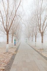Park Road in the fog