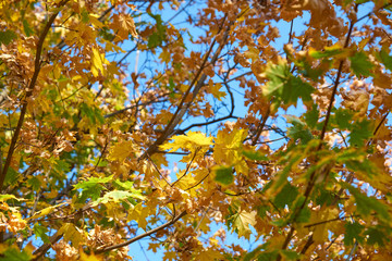 Maple branches with yellow and green leaves
