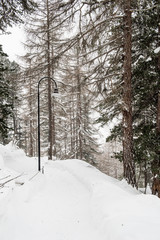Winter landscape with snow covered pine trees and streetlight