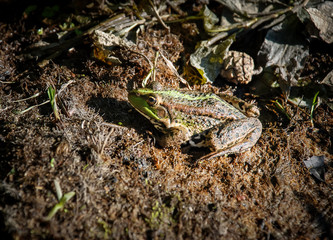 Closeup of a nice frog. Wild animal