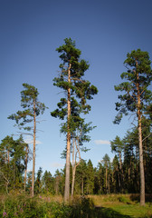 Obraz premium Beautiful green forest picture with a trees