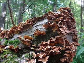 Stara roślinność w puszczy białowieskiej © Michal