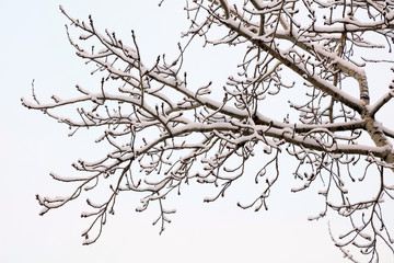 Branches covered with snow
