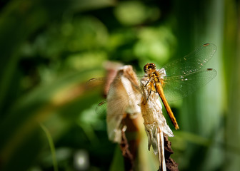 Lonly dragonfly in the garden