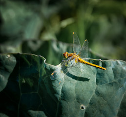 Lonly dragonfly in the garden