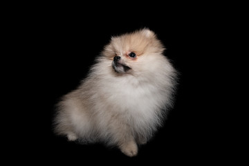 Obraz premium Front view of a sitting pomeranian spitz isolated on a black background