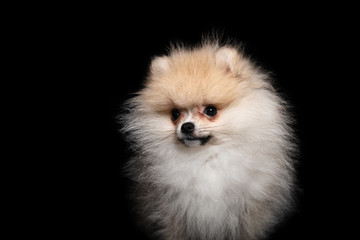 Front view of a pomeranian spitz isolated on a black background