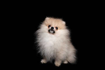 Front view of a sitting pomeranian spitz isolated on a black background