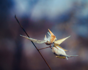 Soft yellow leaf