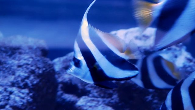 Shoal of pennantfish (Heniochus acuminatus), also known as banner fish. Close up