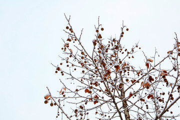 sycamore in the snow
