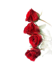 Red roses on the white background (isolated)