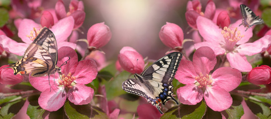red flowers of a wild apple tree, butterflies sit on a flower, panorama