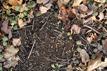 forest floor