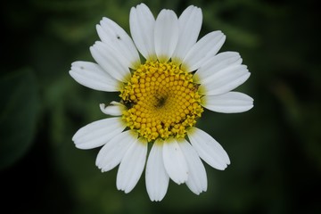 daisy