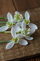 Spring flowers. Bouquet of beautiful snowdrops on wooden background. Beautiful white fresh flowers.