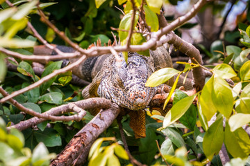 A close-up of a large lizard, iguana,  resting on a tree branch, hidden, camouflaged in the tree's leaves