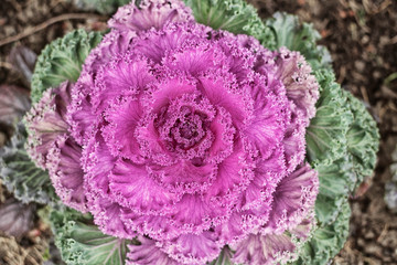 Decorative curly pink cabbage on the flower bed top view