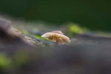 flora